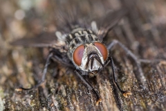 Bremsen (Tabanidae)-1