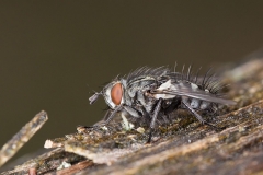 Bremsen (Tabanidae)-3