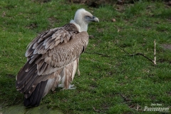 Gaensegeier