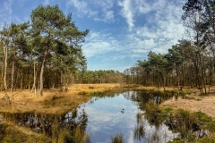 Pano-Brachter_Wald