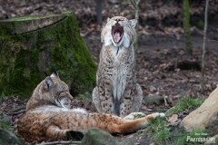 luchs