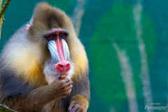 mandrill